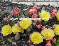 Opuntia fragilis cv. Freiburg (dw)