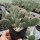 Opuntia fragilis cv. Freiburg (dw)
