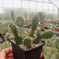 Opuntia fragilis cv. Freising (dw)