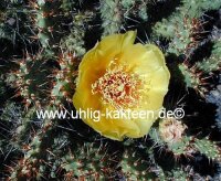 Opuntia fragilis-Hybr. Friedrichshafen (dw)