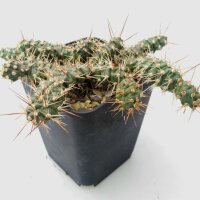 Opuntia fragilis-Hybr. Friedrichshafen (dw)
