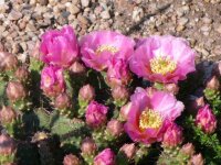 Opuntia fragilis cv. Füssen (dw)