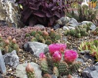 Opuntia fragilis cv. Füssen (dw)