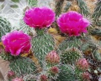 Opuntia hystricina DJF 1138, Bernalillo Co., NM, USA  (dw)