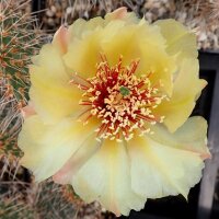 Opuntia hystricina MUG 119 Pima Co., Arizona, USA (dw)