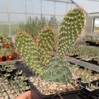 Opuntia hystricina MUG 119 Pima Co., Arizona, USA (dw)