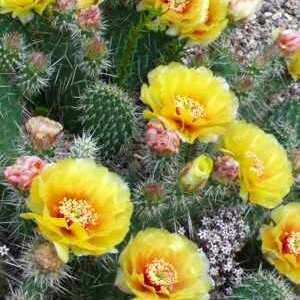 Opuntia hystricina v. nicholii (dw)