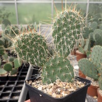 Opuntia hystricina v. nicholii (dw)