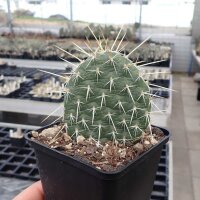 Opuntia hystricina v. nicholii (dw)