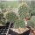 Opuntia hystricina v. nicholii (dw)