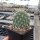 Opuntia hystricina v. nicholii (dw)