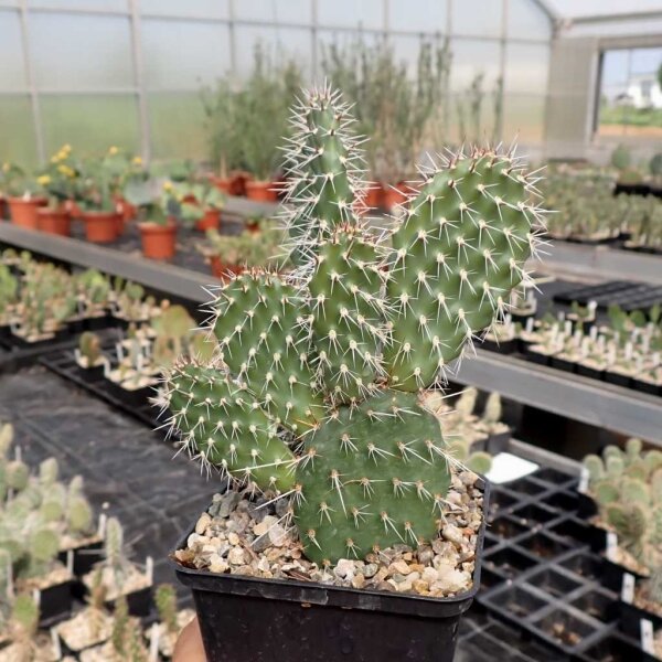 Opuntia hystricina cv. Franz Schenk (dw)
