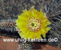 Opuntia hystricina cv. Franz Schenk (dw)