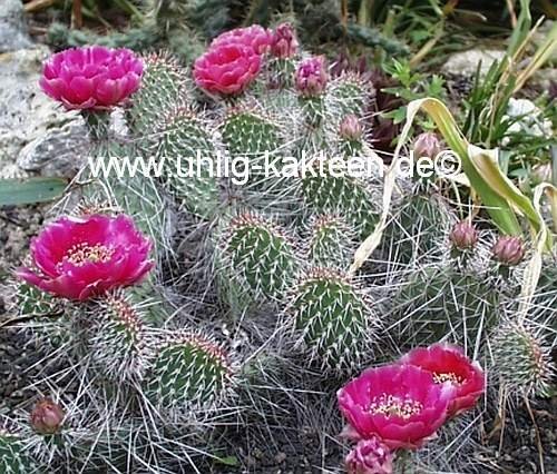Opuntia hystricina cv. Halblech (dw)
