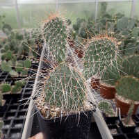 Opuntia hystricina cv. Halblech (dw)