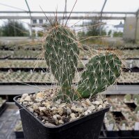 Opuntia hystricina cv. Halblech (dw)
