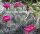 Opuntia hystricina cv. Halblech (dw)