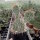 Opuntia hystricina cv. Halblech (dw)