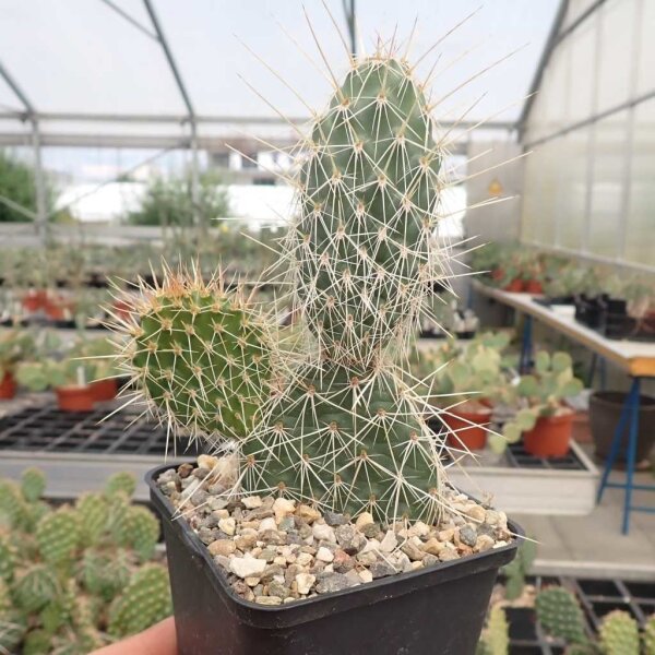 Opuntia hystricina cv. Halle (dw)