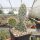 Opuntia hystricina cv. Halle (dw)