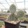 Opuntia hystricina cv. Halle (dw)