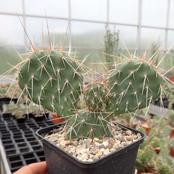 Opuntia hystricina cv. Hamburg (dw)