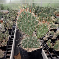 Opuntia hystricina cv. Hamburg (dw)