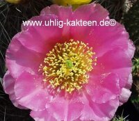 Opuntia hystricina cv. Hamburg (dw)