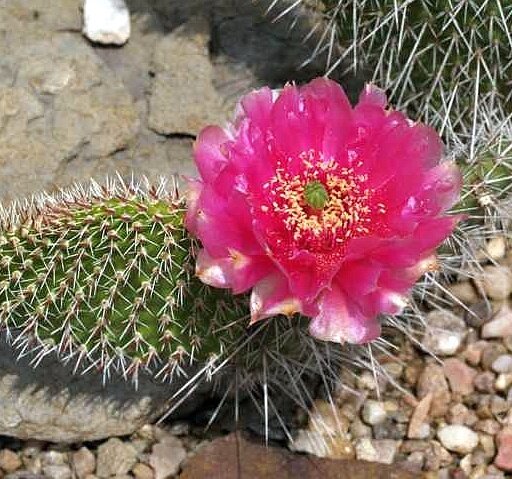 Opuntia hystricina cv. Hamm (dw)