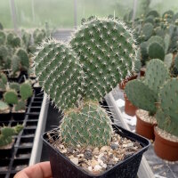 Opuntia hystricina cv. Hamm (dw)