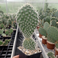Opuntia hystricina cv. Hamm (dw)