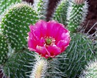Opuntia hystricina cv. Hamm (dw)