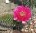 Opuntia hystricina cv. Hamm (dw)