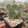 Opuntia hystricina cv. Hamm (dw)