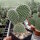 Opuntia hystricina cv. Hamm (dw)