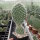 Opuntia hystricina cv. Hamm (dw)