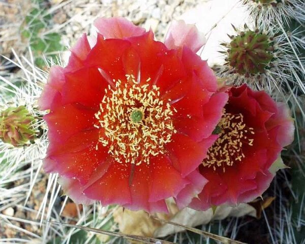 Opuntia hystricina cv. Hannover (dw)