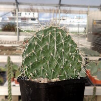 Opuntia hystricina cv. Hannover (dw)