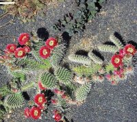 Opuntia hystricina cv. Hannover (dw)