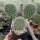 Opuntia hystricina cv. Hannover (dw)