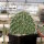 Opuntia hystricina cv. Hannover (dw)