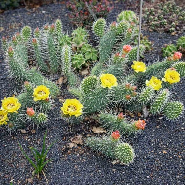 Opuntia hystricina cv. Harburg (dw)