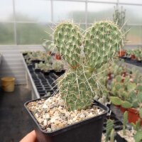 Opuntia hystricina cv. Harburg (dw)