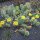 Opuntia hystricina cv. Harburg (dw)