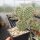 Opuntia hystricina cv. Harburg (dw)