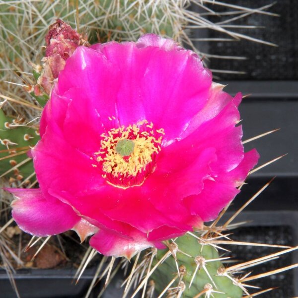 Opuntia hystricina cv. Heide (dw)