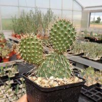 Opuntia hystricina cv. Heide (dw)