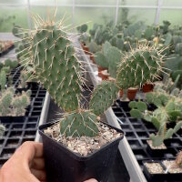 Opuntia hystricina cv. Heide (dw)