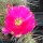 Opuntia hystricina cv. Heide (dw)