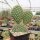 Opuntia hystricina cv. Heide (dw)